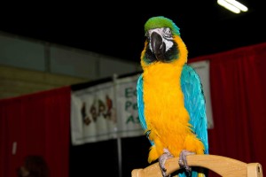Pet Parrot Association