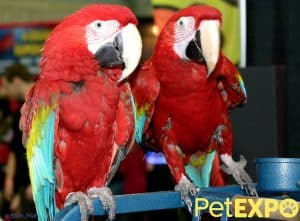 Edmonton Pet Parrot Association