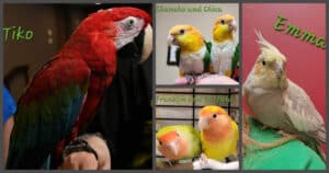 Meika's Safehouse Bird Rehab