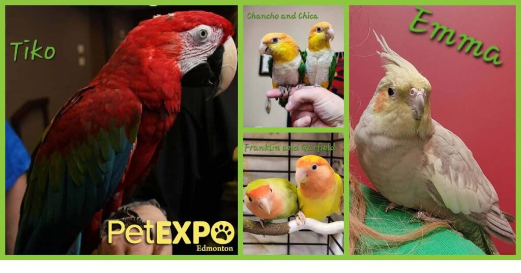 Meikas Safehouse Bird Rehabilitation at the Edmonton Pet Expo