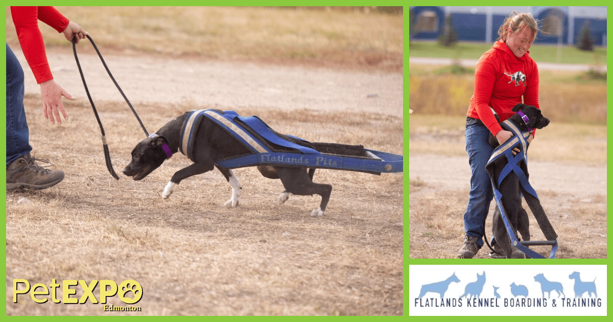 Flatlands Kennel Boarding and Training at the Edmonton Pet Expo