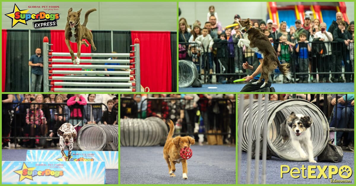 The Official SuperDogs at the Edmonton Pet Expo