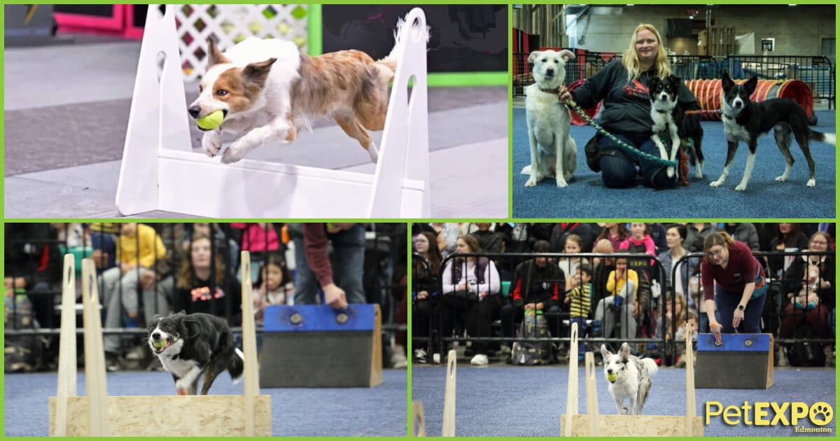 Zero Gravity Flyball Team at Edmonton Pet Expo