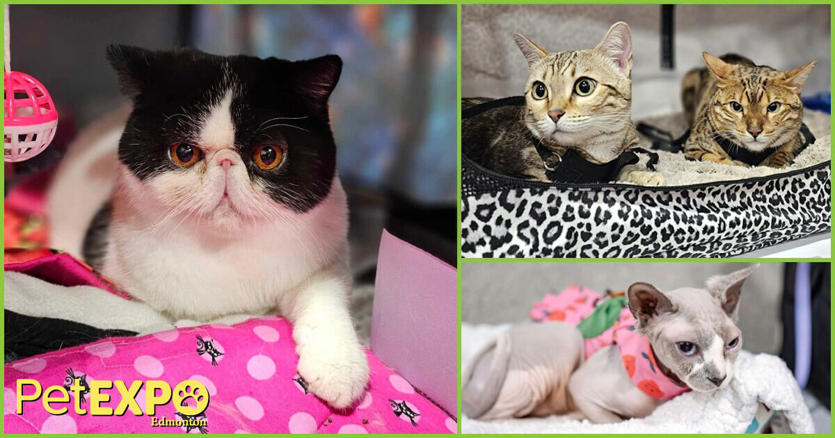 Edmonton Cat Fanciers Club at the Edmonton Pet Expo