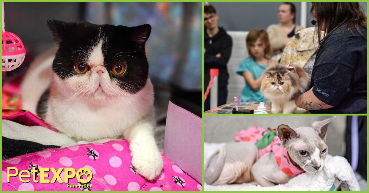 Edmonton Cat Fanciers Club at the Edmonton Pet Expo