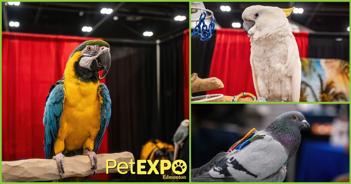 Meikas Safehouse Bird Rehabilitation at the Edmonton Pet Expo
