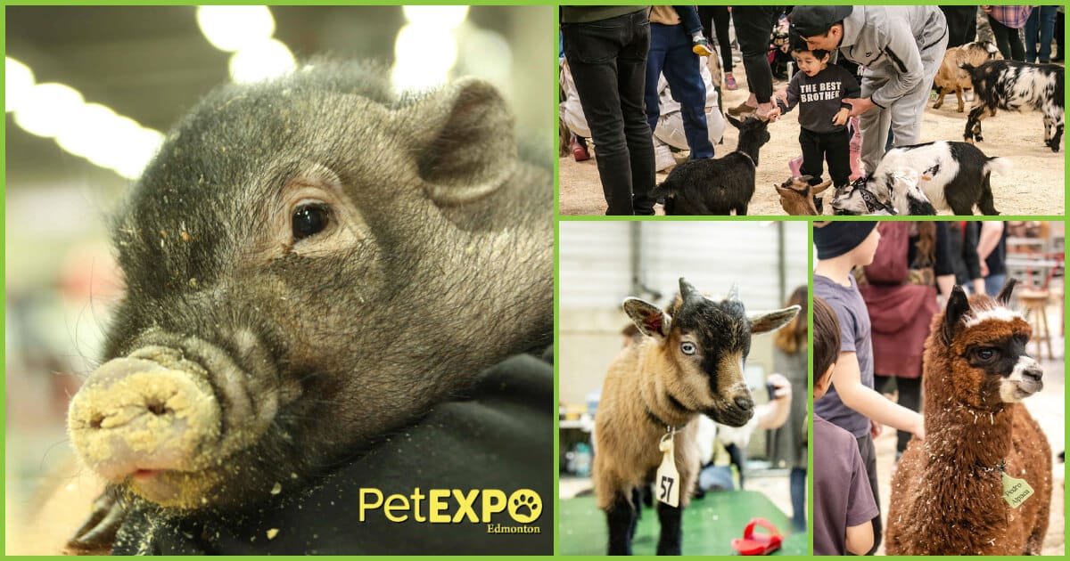 Thistle Hill Petting Zoo & Pony Rides at the Edmonton Pet Expo