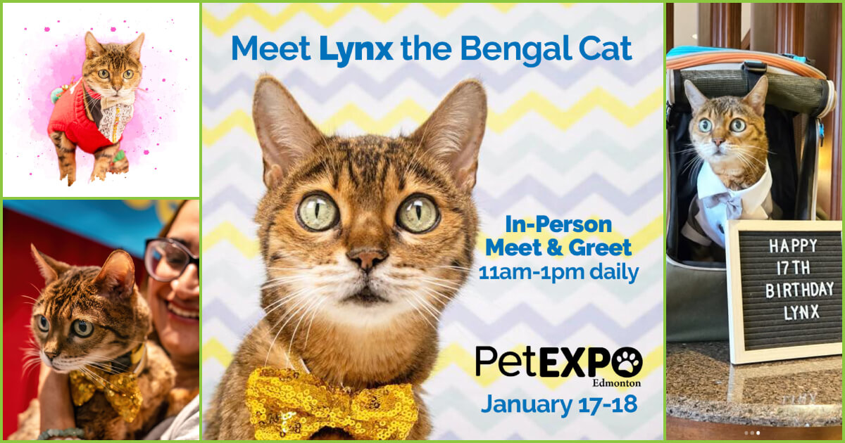 Lynx from KittyMojito at the Edmonton Pet Expo