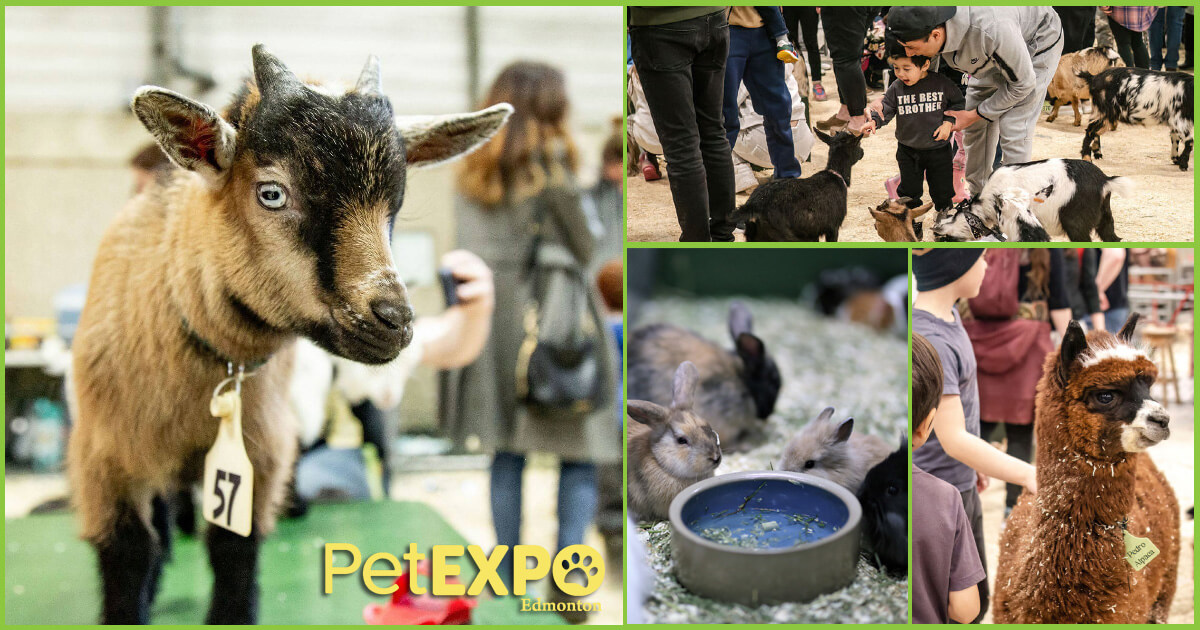 Thistle Hill Petting Zoo & Pony Rides at the Edmonton Pet Expo