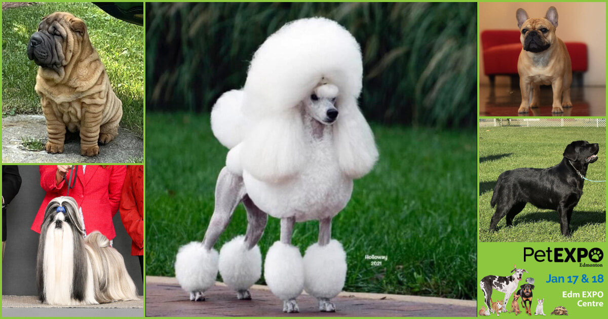 Purebreds at the Edmonton Pet Expo