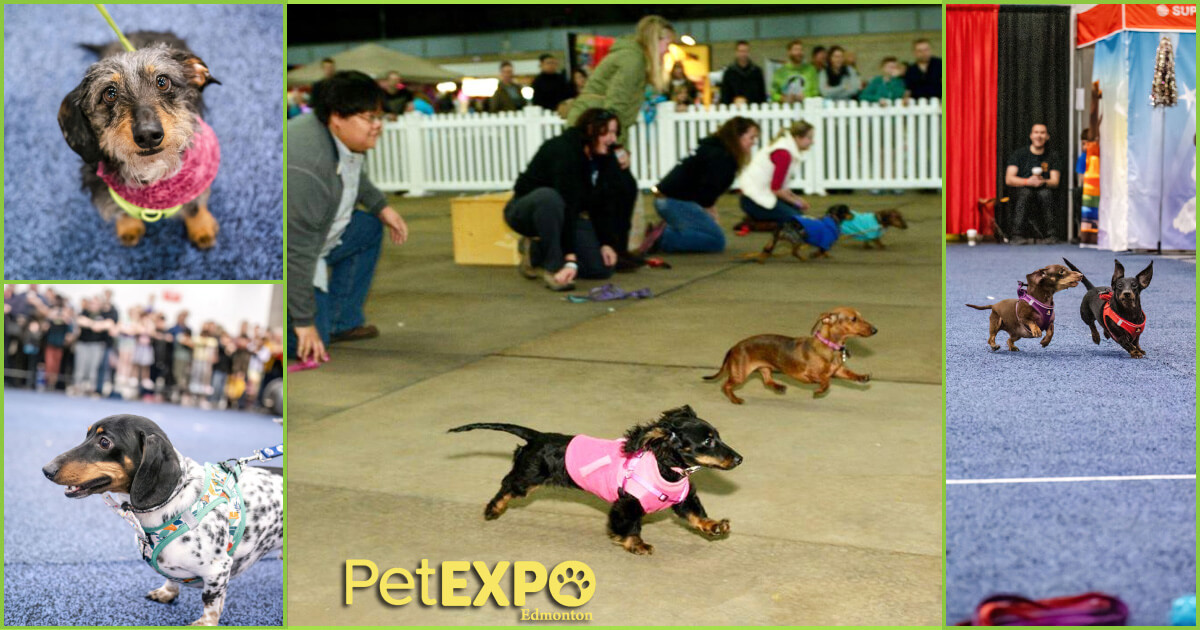 Wiener Races at Edmonton Pet Expo