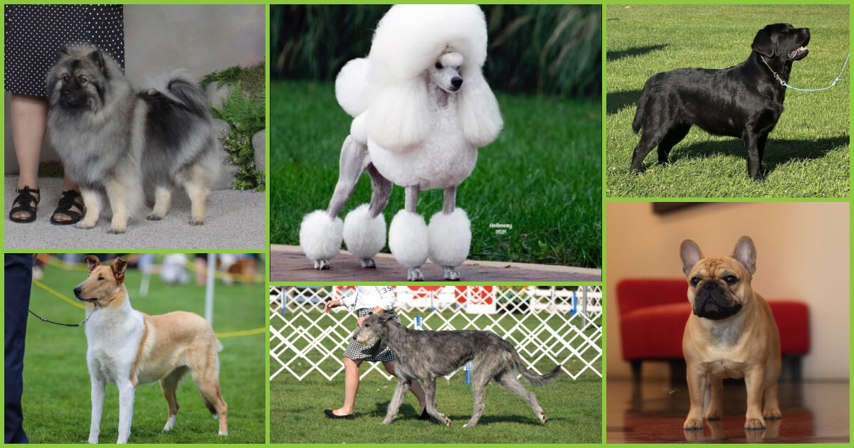 A variety of purebred dog breeds at the Edmonton Pet Expo